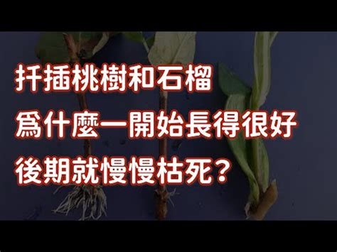 桃樹繁殖